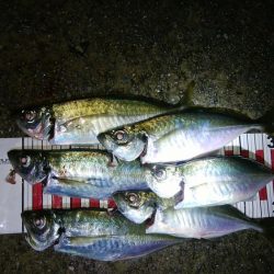 雨の中のピンポイントアジング